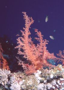 Soft Coral,  (Dendronephthya sp) by Peter Harris 